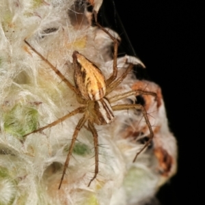 Oxyopes sp. (genus) at Melba, ACT - 24 Jan 2021