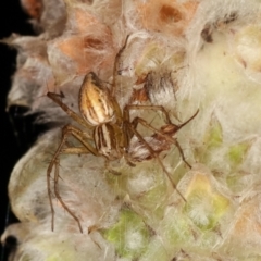 Oxyopes sp. (genus) at Melba, ACT - 24 Jan 2021 09:37 PM