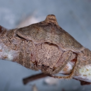 Dolophones sp. (genus) at Melba, ACT - 24 Jan 2021