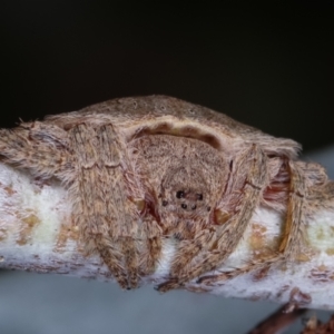 Dolophones sp. (genus) at Melba, ACT - 24 Jan 2021