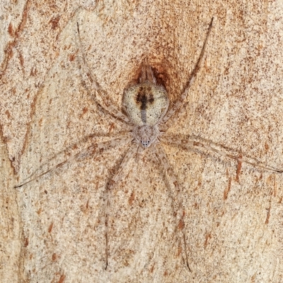 Tamopsis sp. (genus) (Two-tailed spider) at Melba, ACT - 24 Jan 2021 by kasiaaus