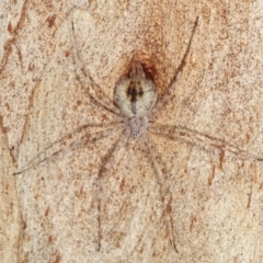 Tamopsis sp. (genus) (Two-tailed spider) at Melba, ACT - 24 Jan 2021 by kasiaaus