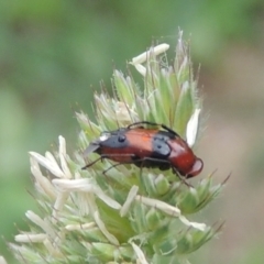 Ripiphoridae (family) (Wedge-shaped beetle) at Pollinator-friendly garden Conder - 12 Dec 2020 by michaelb