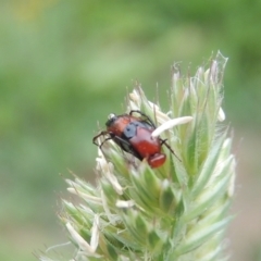 Ripiphoridae (family) at Conder, ACT - 13 Dec 2020