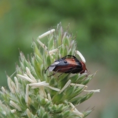 Ripiphoridae (family) at Conder, ACT - 13 Dec 2020