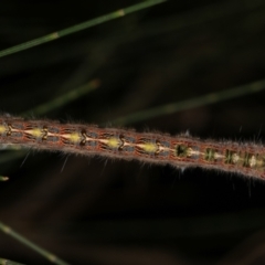 Pernattia pusilla at Melba, ACT - 24 Jan 2021 09:53 PM