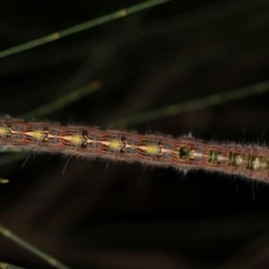 Pernattia pusilla at Melba, ACT - 24 Jan 2021 09:53 PM