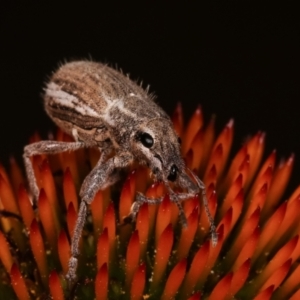 Naupactus leucoloma at Melba, ACT - 24 Jan 2021