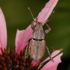 Naupactus leucoloma at Melba, ACT - 24 Jan 2021