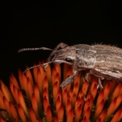 Naupactus leucoloma at Melba, ACT - 24 Jan 2021