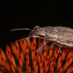 Naupactus leucoloma at Melba, ACT - 24 Jan 2021