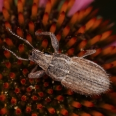 Naupactus leucoloma at Melba, ACT - 24 Jan 2021