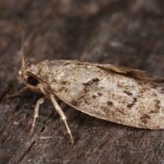 Philobota philostaura at Melba, ACT - 24 Jan 2021 10:08 PM