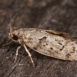 Philobota philostaura at Melba, ACT - 24 Jan 2021 10:08 PM