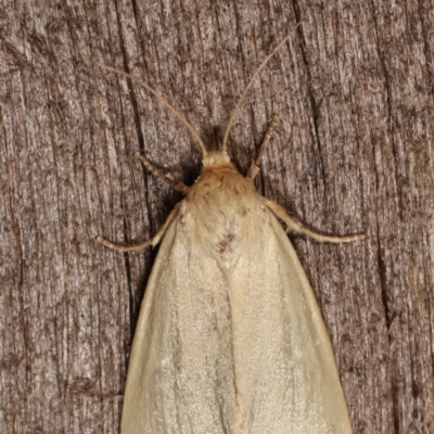 Heliocheilus (genus) (Heliothine moths) at Melba, ACT - 24 Jan 2021 by kasiaaus