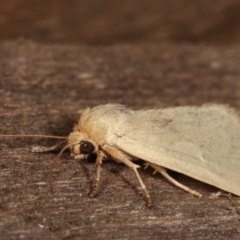 Heliocheilus (genus) at Melba, ACT - 24 Jan 2021 10:12 PM