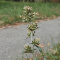 Gamochaeta americana (American Everlasting) at Pollinator-friendly garden Conder - 12 Dec 2020 by michaelb