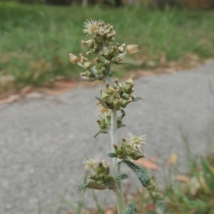 Gamochaeta americana at Conder, ACT - 13 Dec 2020