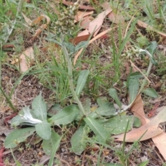 Gamochaeta americana at Conder, ACT - 13 Dec 2020