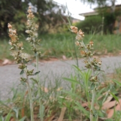 Gamochaeta americana at Conder, ACT - 13 Dec 2020