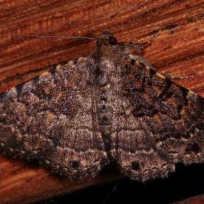 Diatenes aglossoides (An Erebid Moth) at Melba, ACT - 24 Jan 2021 by kasiaaus