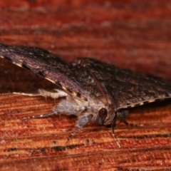 Diatenes aglossoides at Melba, ACT - 24 Jan 2021 10:14 PM