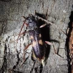 Phoracantha punctata (Longhorn beetle) at Conder, ACT - 15 Dec 2020 by michaelb