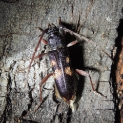 Phoracantha punctata (Longhorn beetle) at Conder, ACT - 16 Dec 2020 by MichaelBedingfield