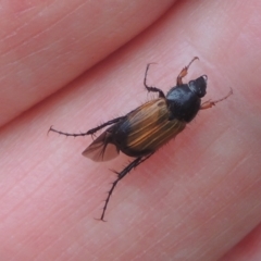 Phyllotocus navicularis at Conder, ACT - 16 Dec 2020