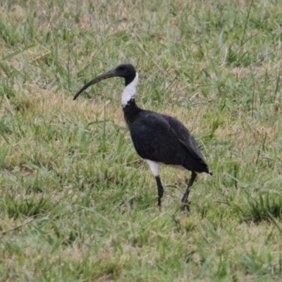 Threskiornis spinicollis (Straw-necked Ibis) at Albury - 1 Feb 2021 by PaulF