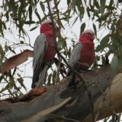 Eolophus roseicapilla (Galah) at Bowna Reserve - 1 Feb 2021 by PaulF