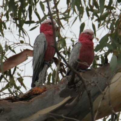 Eolophus roseicapilla (Galah) at Table Top, NSW - 1 Feb 2021 by PaulF