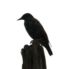 Sturnus vulgaris (Common Starling) at Table Top, NSW - 1 Feb 2021 by PaulF