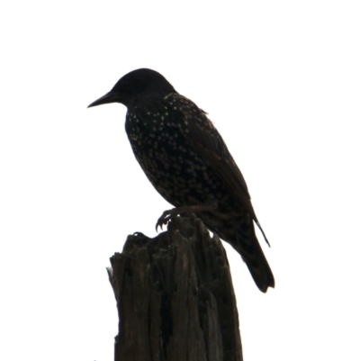 Sturnus vulgaris (Common Starling) at Bowna Reserve - 1 Feb 2021 by PaulF