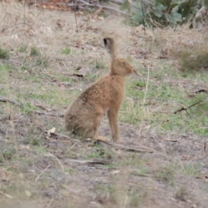 Lepus capensis at Table Top, NSW - 1 Feb 2021
