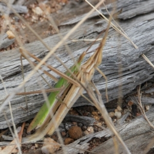 Acrida conica at Table Top, NSW - 1 Feb 2021 02:22 PM