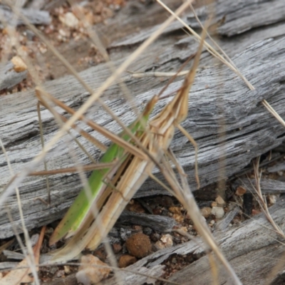 Acrida conica (Giant green slantface) at Albury - 1 Feb 2021 by PaulF