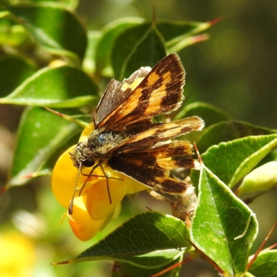 Ocybadistes walkeri (Green Grass-dart) at ANBG - 2 Feb 2021 by HelenCross