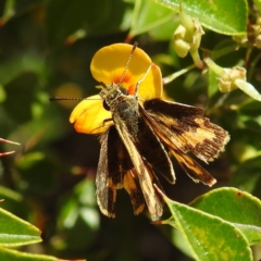 Ocybadistes walkeri at Acton, ACT - 2 Feb 2021