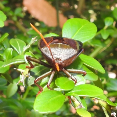 Musgraveia sulciventris (Bronze Orange Bug) at ANBG - 2 Feb 2021 by HelenCross