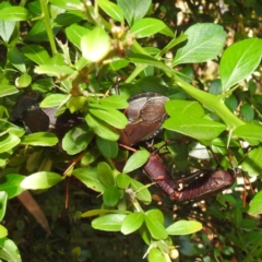 Musgraveia sulciventris at Acton, ACT - 2 Feb 2021