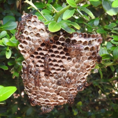 Ropalidia plebeiana (Small brown paper wasp) at ANBG - 2 Feb 2021 by HelenCross