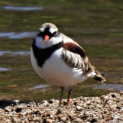 Charadrius melanops (Black-fronted Dotterel) at Gigerline Nature Reserve - 2 Feb 2021 by JohnBundock