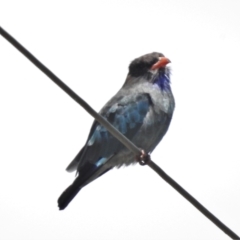 Eurystomus orientalis (Dollarbird) at Gigerline Nature Reserve - 2 Feb 2021 by JohnBundock