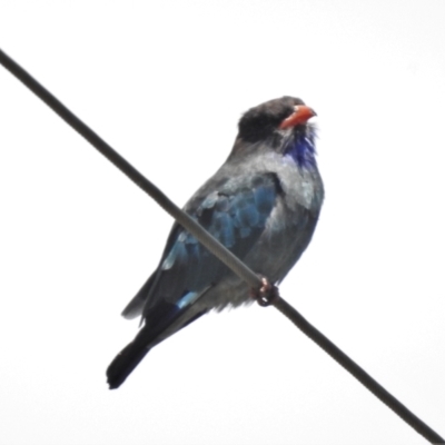 Eurystomus orientalis (Dollarbird) at Gigerline Nature Reserve - 2 Feb 2021 by JohnBundock