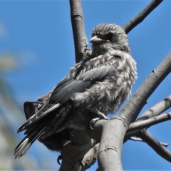 Artamus cyanopterus (Dusky Woodswallow) at Gigerline Nature Reserve - 2 Feb 2021 by JohnBundock