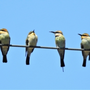 Merops ornatus at Tennent, ACT - 2 Feb 2021 11:23 AM