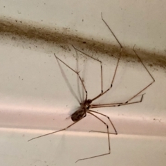 Pholcus phalangioides (Daddy-long-legs spider) at Aranda, ACT - 2 Feb 2021 by KMcCue