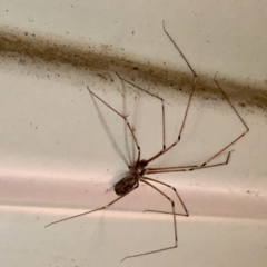 The Wildlife Information Centre - Daddy Long-legs Spider - Pholcus