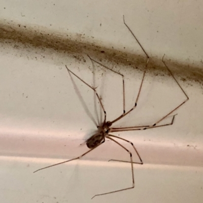Pholcus phalangioides (Daddy-long-legs spider) at Aranda, ACT - 2 Feb 2021 by KMcCue